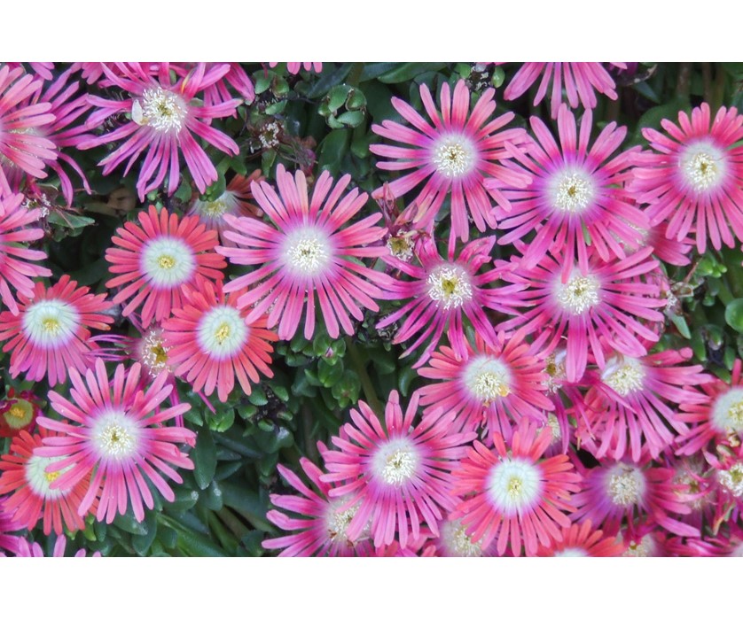 Red Mountain Iceplant